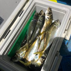 ヤザワ渡船 釣果