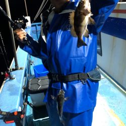 ヤザワ渡船 釣果