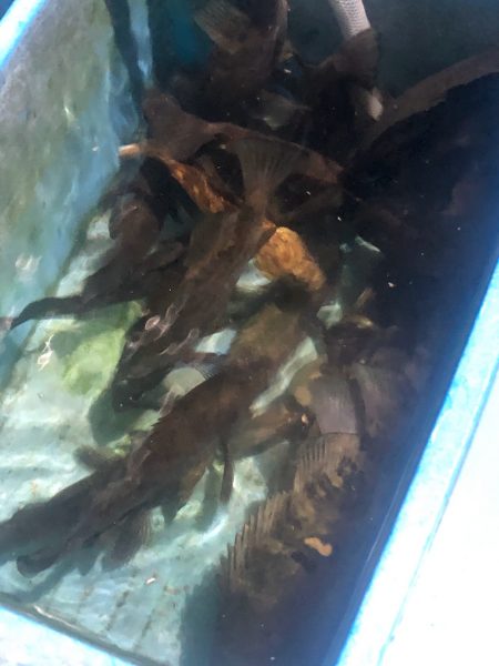 ヤザワ渡船 釣果