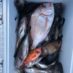 フィッシング キッタカ 釣果