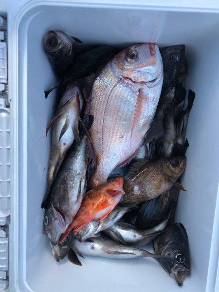 フィッシング キッタカ 釣果