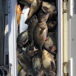 フィッシング キッタカ 釣果