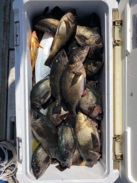 フィッシング キッタカ 釣果