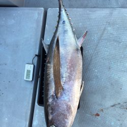 渡船屋たにぐち 釣果