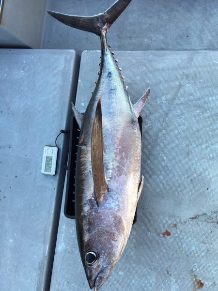 渡船屋たにぐち 釣果