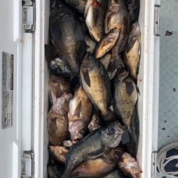 フィッシング キッタカ 釣果