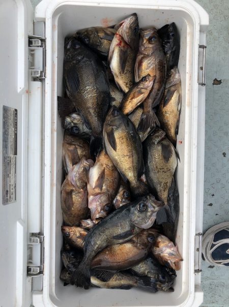 フィッシング キッタカ 釣果