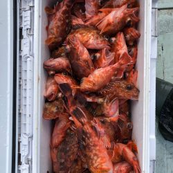 フィッシング キッタカ 釣果