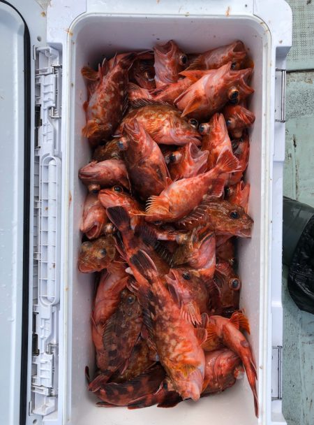 フィッシング キッタカ 釣果