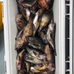 フィッシング キッタカ 釣果