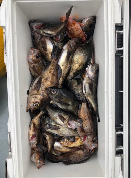 フィッシング キッタカ 釣果