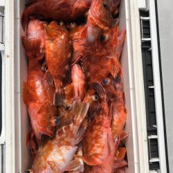 フィッシング キッタカ 釣果