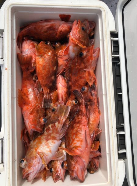 フィッシング キッタカ 釣果