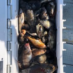 フィッシング キッタカ 釣果