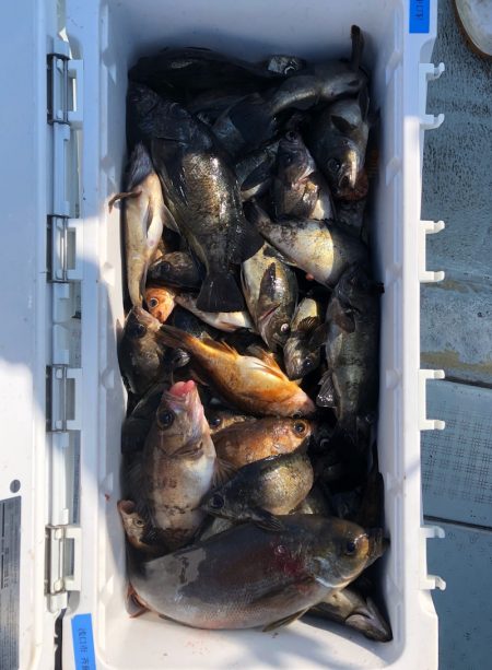 フィッシング　キッタカ 釣果