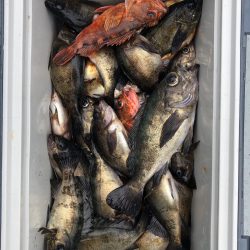 フィッシング キッタカ 釣果