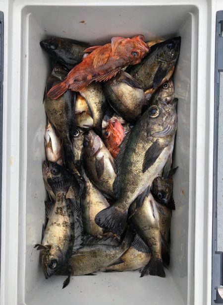 フィッシング キッタカ 釣果