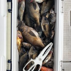 フィッシング キッタカ 釣果