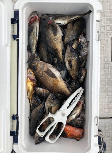 フィッシング キッタカ 釣果