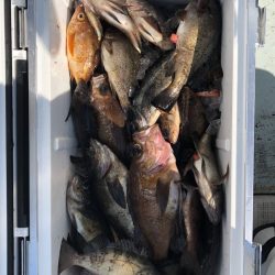 フィッシング キッタカ 釣果