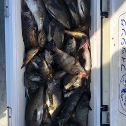 フィッシング キッタカ 釣果