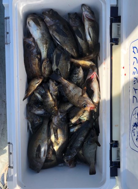 フィッシング キッタカ 釣果