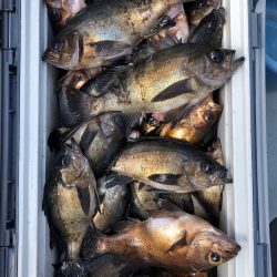 フィッシング キッタカ 釣果