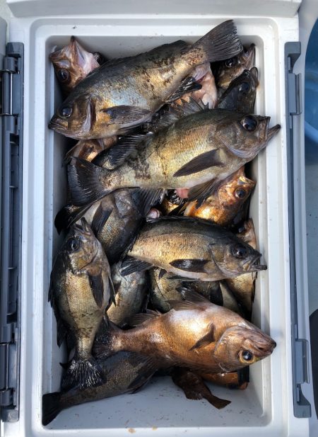 フィッシング キッタカ 釣果