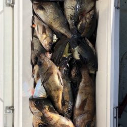 フィッシング キッタカ 釣果