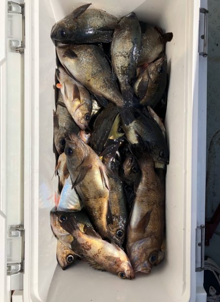 フィッシング キッタカ 釣果