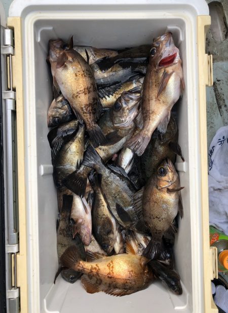 フィッシング キッタカ 釣果