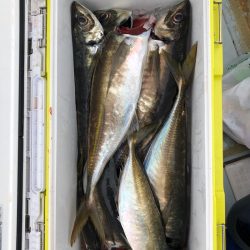 フィッシング キッタカ 釣果