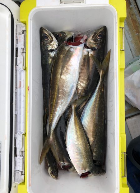 フィッシング キッタカ 釣果