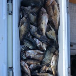 フィッシング キッタカ 釣果