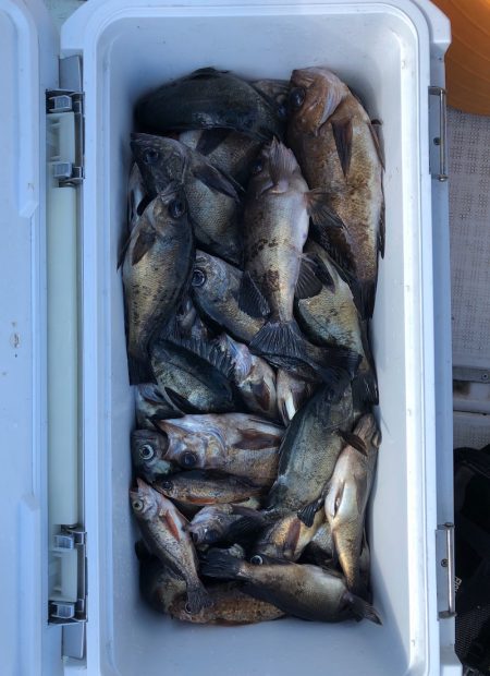 フィッシング キッタカ 釣果