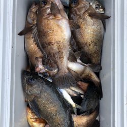 フィッシング キッタカ 釣果