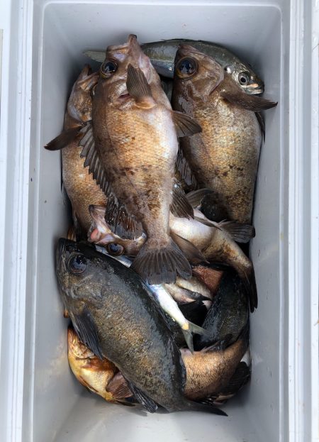 フィッシング キッタカ 釣果