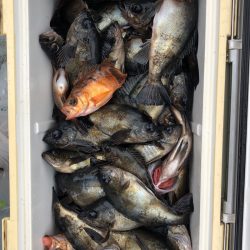 フィッシング キッタカ 釣果