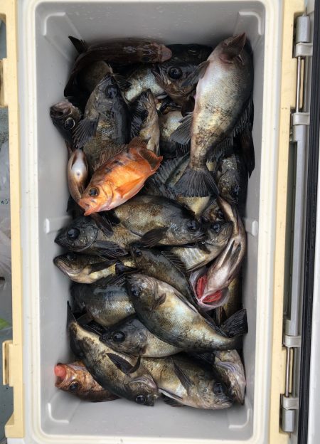 フィッシング キッタカ 釣果