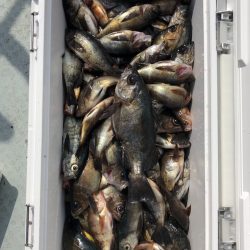 フィッシング キッタカ 釣果