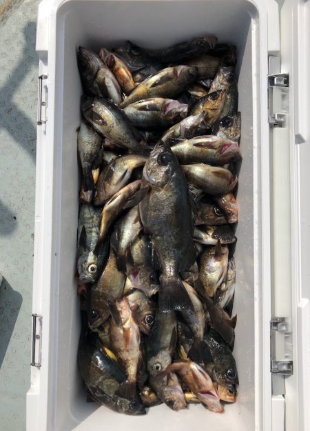 フィッシング キッタカ 釣果