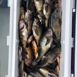 フィッシング キッタカ 釣果