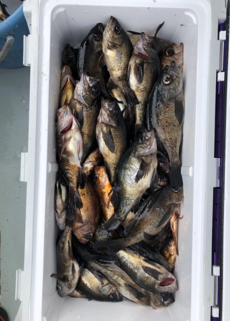 フィッシング キッタカ 釣果