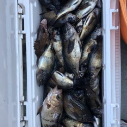 フィッシング キッタカ 釣果