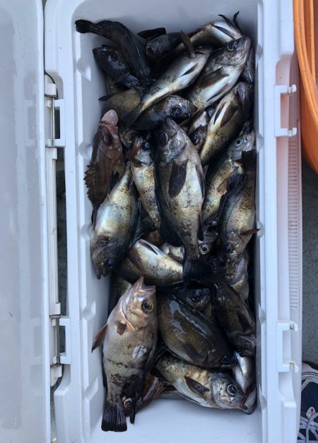 フィッシング キッタカ 釣果