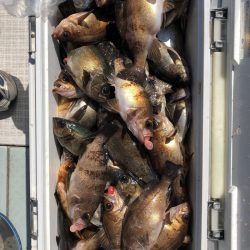 フィッシング キッタカ 釣果