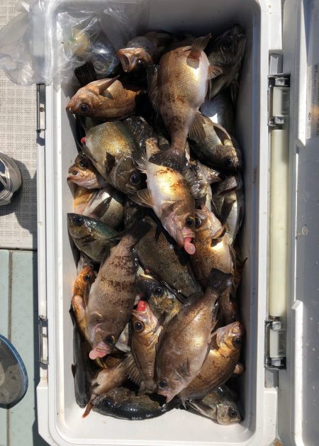 フィッシング　キッタカ 釣果