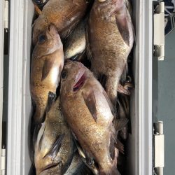 フィッシング キッタカ 釣果