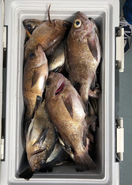 フィッシング キッタカ 釣果