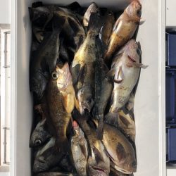 フィッシング キッタカ 釣果